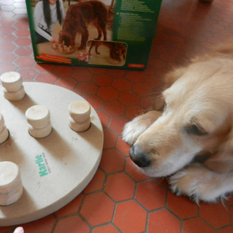 Quels sont les jeux à faire avec votre chien?