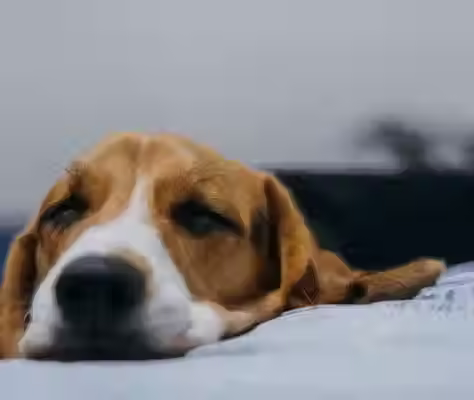 Chien malade qui s'endort sur une couverture