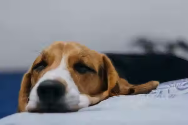 Chien malade qui s'endort sur une couverture