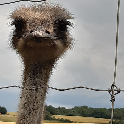 Mes 5 conseils pour une communication animale réussie
