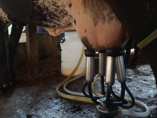 Prazo de pré-cadastramento de eventos agropecuários em Juiz de Fora para 2026 termina nesta semana