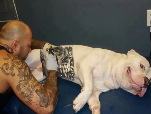 Governo federal sanciona lei que proíbe tatuagens e piercings em cães e gatos para fins estéticos