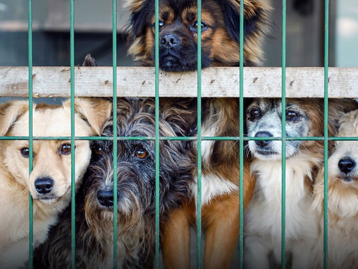 Julho Dourado reforça alerta sobre abandono de animais durante o período de férias