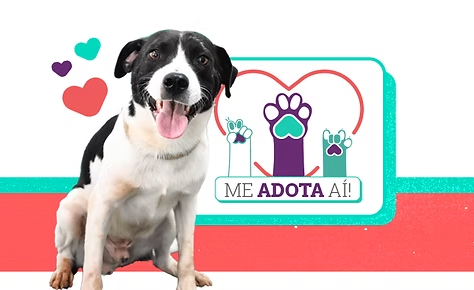 Evento “Me Adota Aí!” promove nova edição de adoção de cães e gatos neste sábado em Juiz de Fora