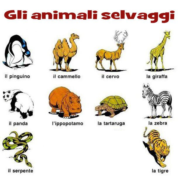 Wild animals