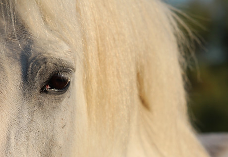 White Camargue horse spotted during a CamarGo safari in Saintes-Maries-de-la-Mer
