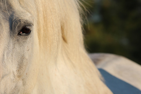 White Camargue horse spotted during a CamarGo safari in Saintes-Maries-de-la-Mer