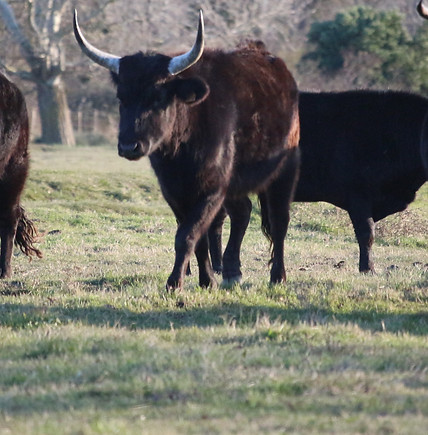 Camargue bulls during a nature safari