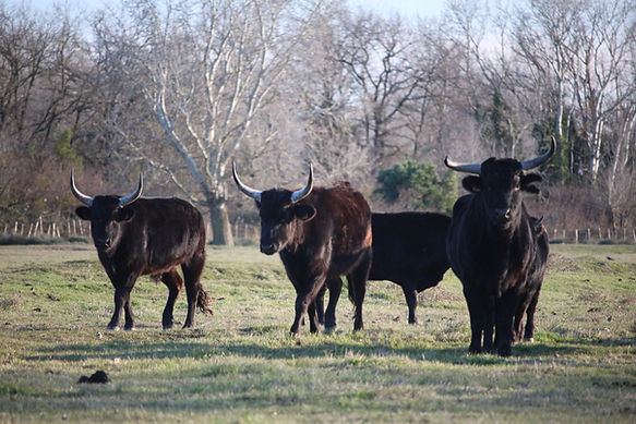 Taureaux de Camargue en liberté dans les paysages sauvages
