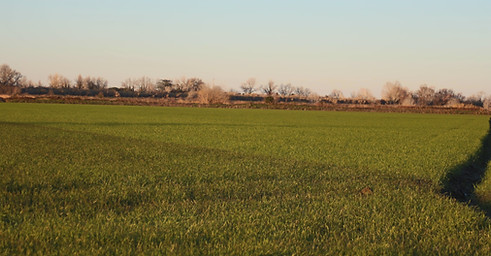 Camargue rice paddy landscape, Arles safari