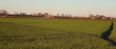 Camargue rice paddy landscape, Arles safari