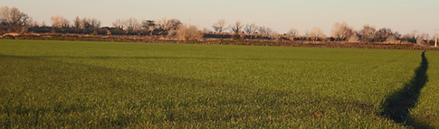 Camargue rice paddy landscape, Arles safari