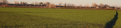 Camargue rice paddy landscape, Arles safari