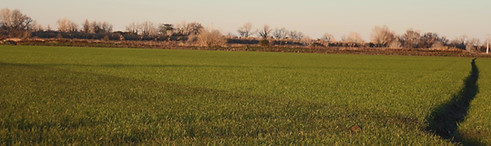 Camargue rice paddy landscape, Arles safari