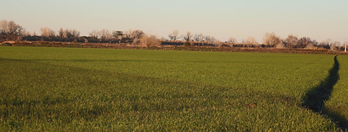 Camargue rice paddy landscape, Arles safari