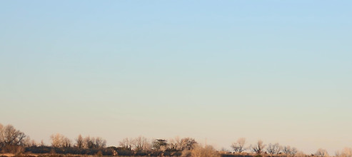 Camargue rice paddy landscape, Arles safari