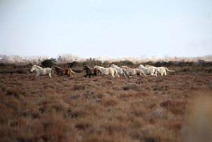Chevaux de Camargue en liberté observés lors d’un safari nature