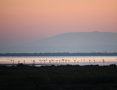 Camargue Pond and Wild Landscape