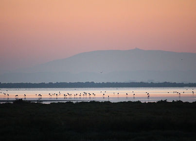 Étang et paysage sauvage de Camargue