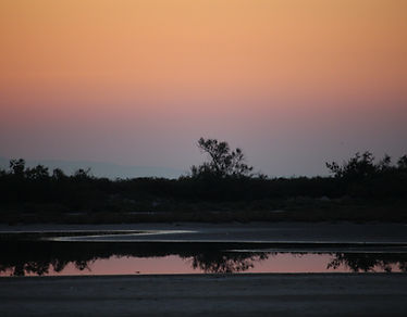 Tamaris de Camargue au lever de soleil avec reflets dans l’eau