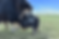 Acadia+BeeEDITED REV3.png