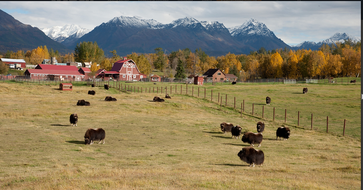 Pre 2019 Musk Ox Farm.png