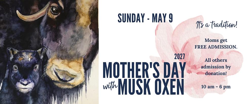 Mother's Day with Musk Oxen 2027