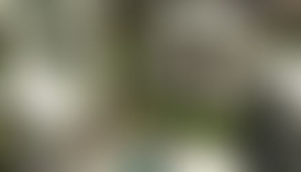 NUVO DRAGOS YÖNETİM PLANI