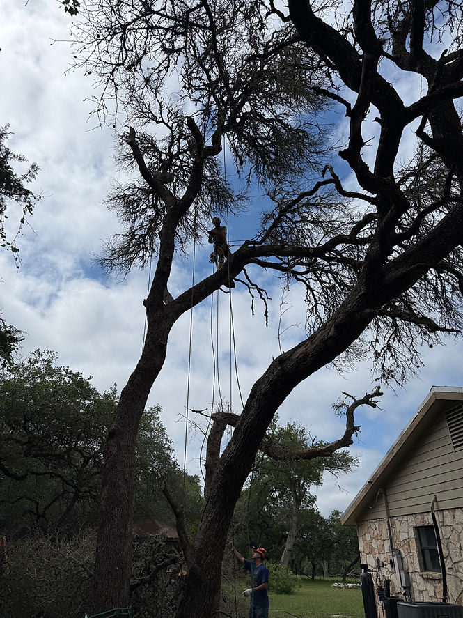 Tree Removal Canyon Lake Image