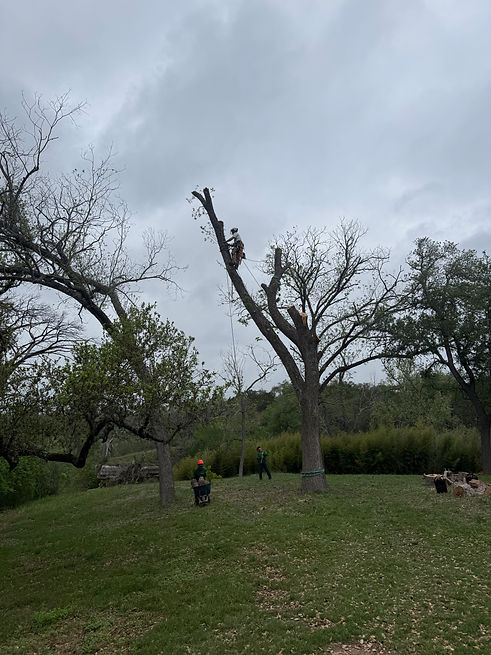 TreeRemovalWimberley.jpeg
