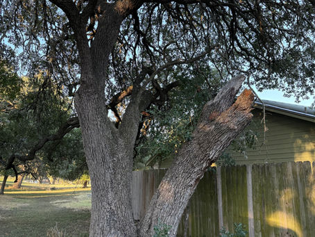 Spring Leaf-Out: Nature's Best Tree Health Inspection