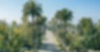 An aerial view of a long, concrete street lined with tall palm trees next to trees and homes on a sunny day.