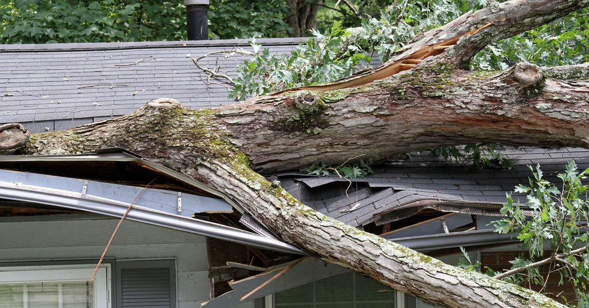 A fallen tree has completely damaged the front portion of the roof. The house is in good condition, except for the roof.