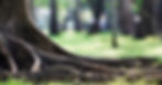A large tree trunk with lots of visible roots coming out over the grass, with other trees and grass in the background.