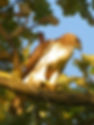 Red-tailed Hawk