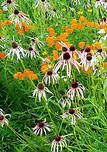Prairie flowers by Judy Wooderson 2019.jpg