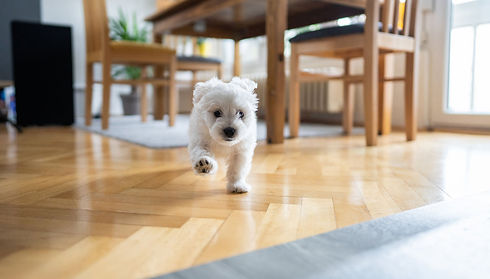 pfotenhcaos-weisser-hund.jpg