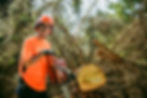 Tree Fish_Tree Service Near Me_Grand Rapids-7.jpg