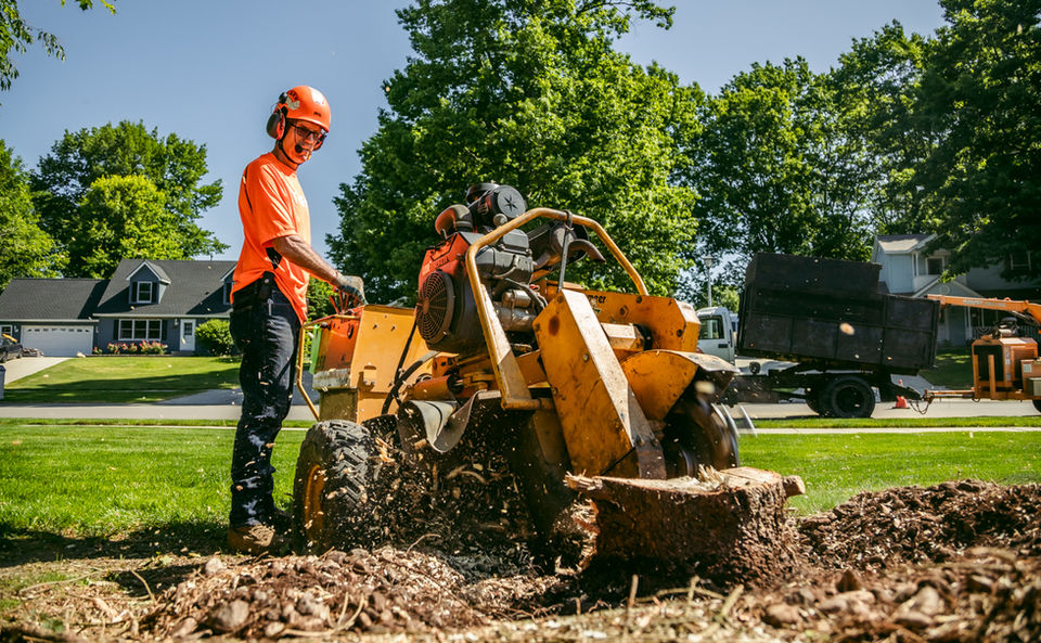 Tree Fish_Tree Service Near Me_Grand Rapids-39.jpg