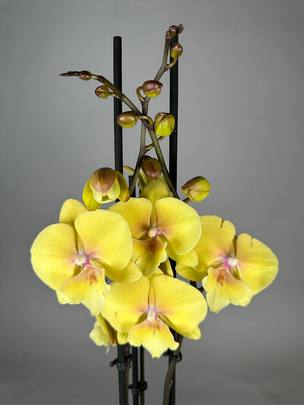 Miniaturbild: Phalaenopsis golden color