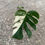 Miniaturbild: Monstera Borsigiana variegata Cutting