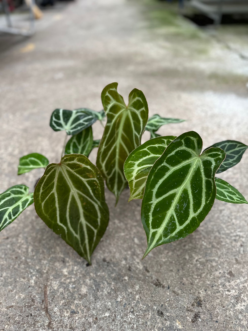 Miniaturbild: Anthurium San