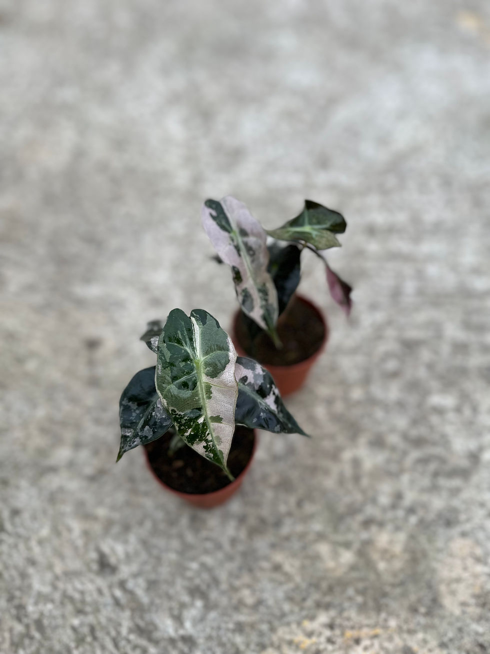 Miniaturbild: Alocasia Amazonica Polly Pink variegated