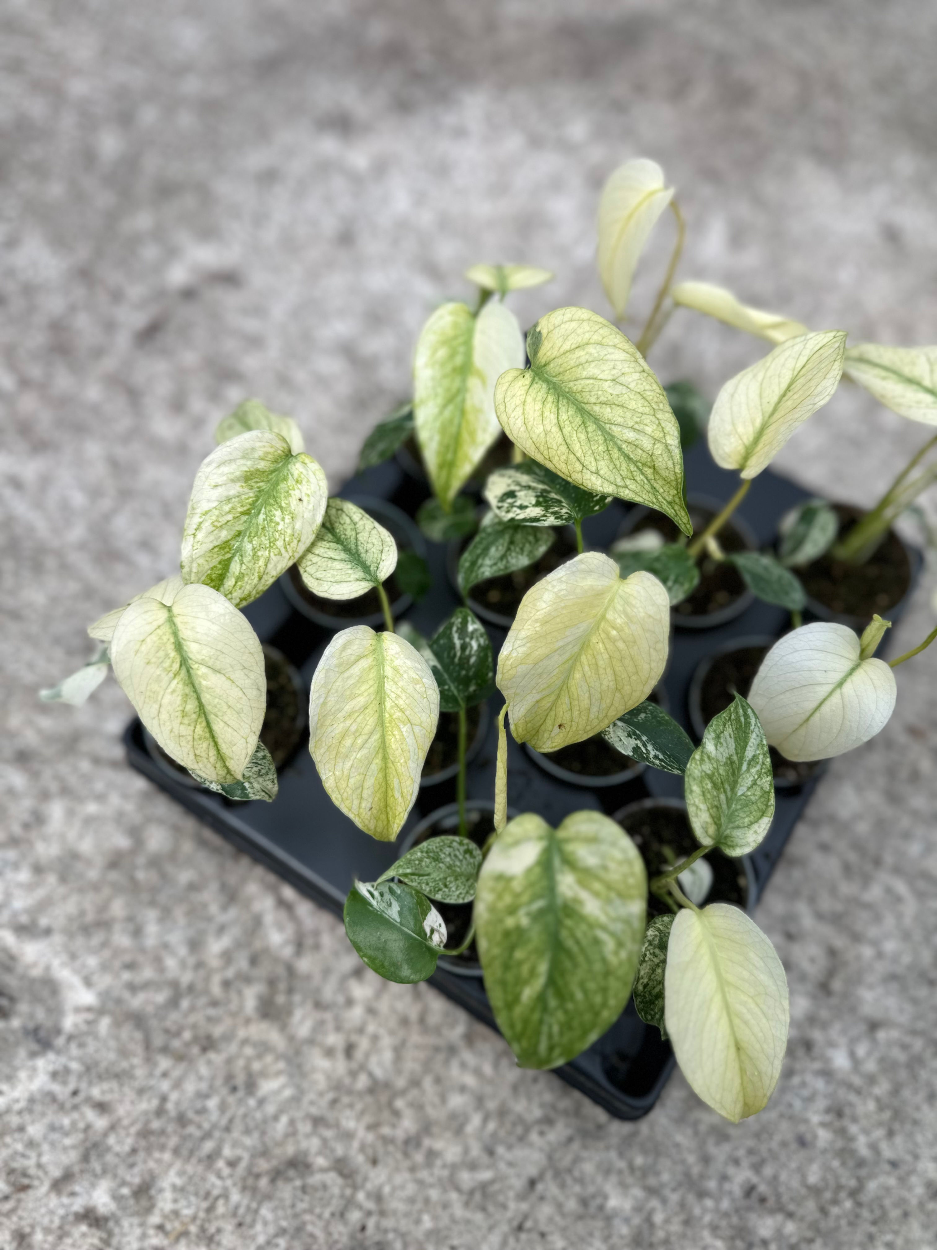 Monstera Deliciosa Mint