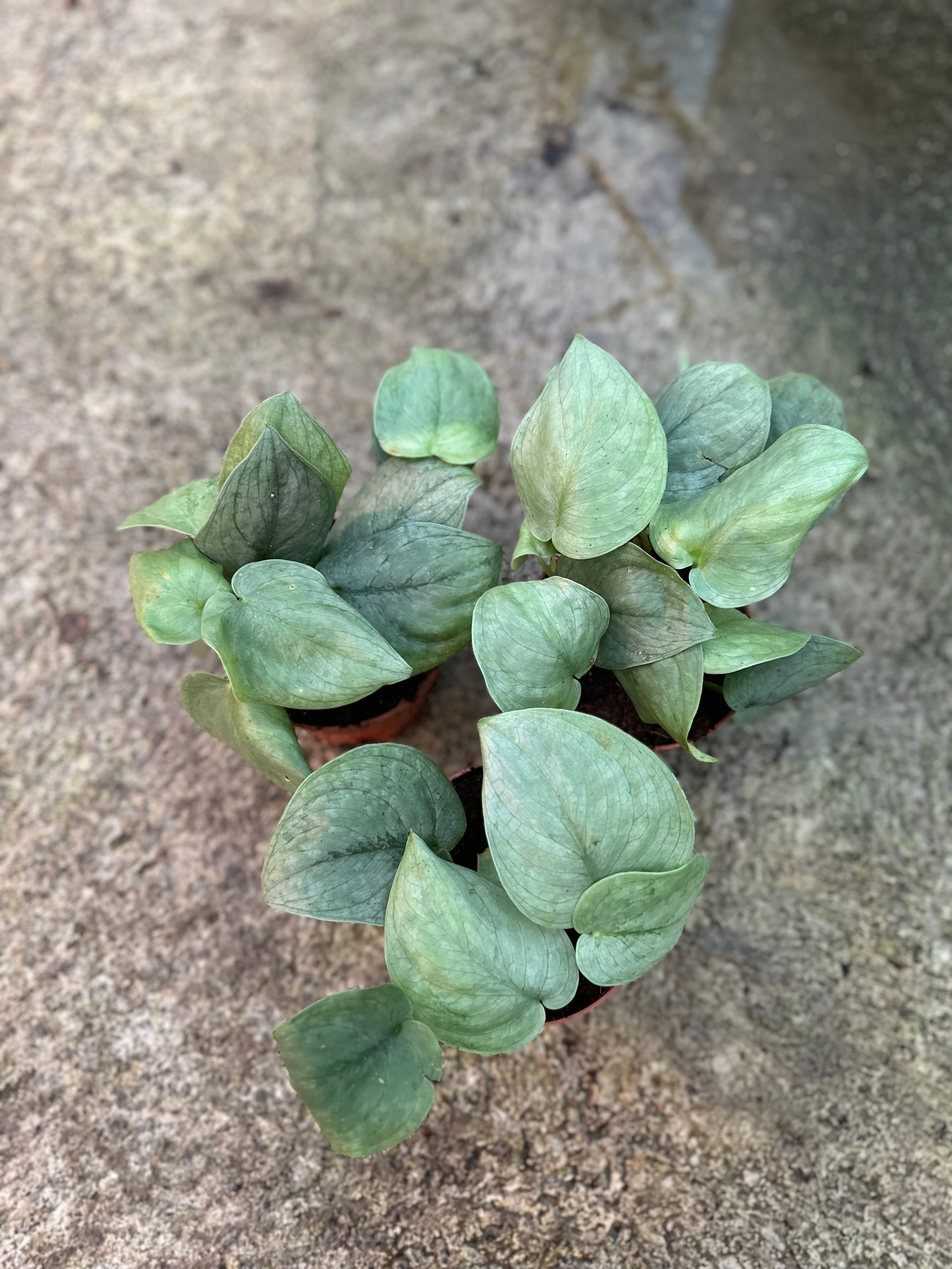 Scindapsus Silver Hero