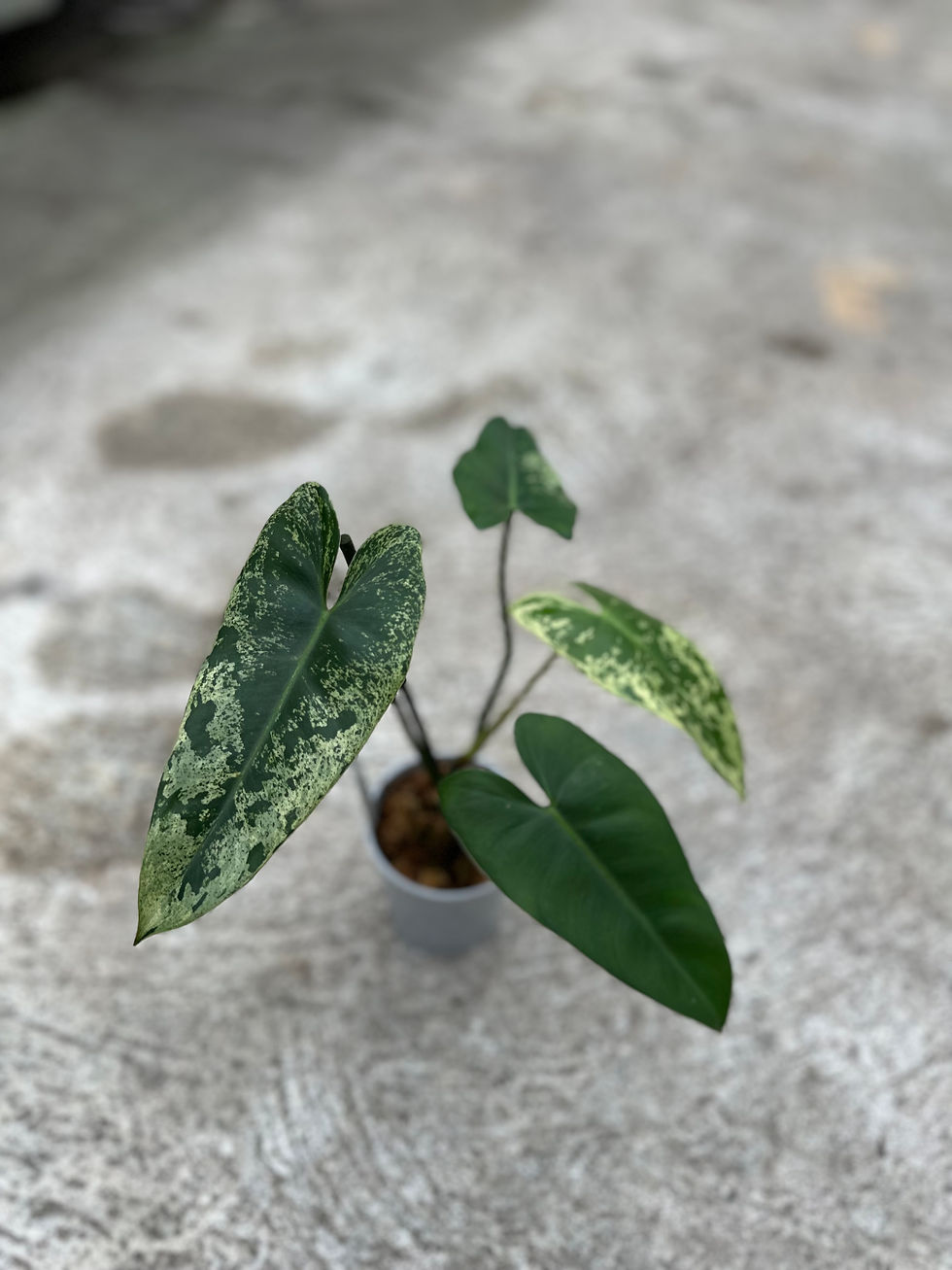 Miniaturbild: Philodendron Ilsemanii