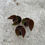 Miniaturbild: Begonia Darthvaderiana green spots