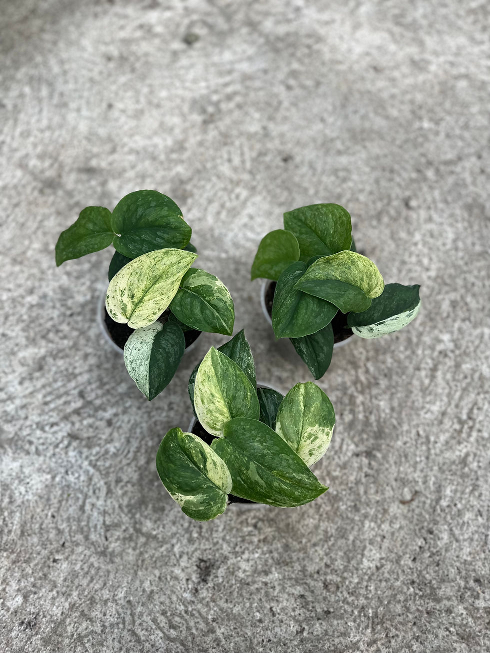 Miniaturbild: Scindapsus Halimun Salaka
