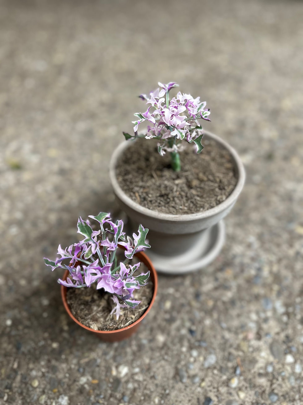 Senecio Articulatus variegata