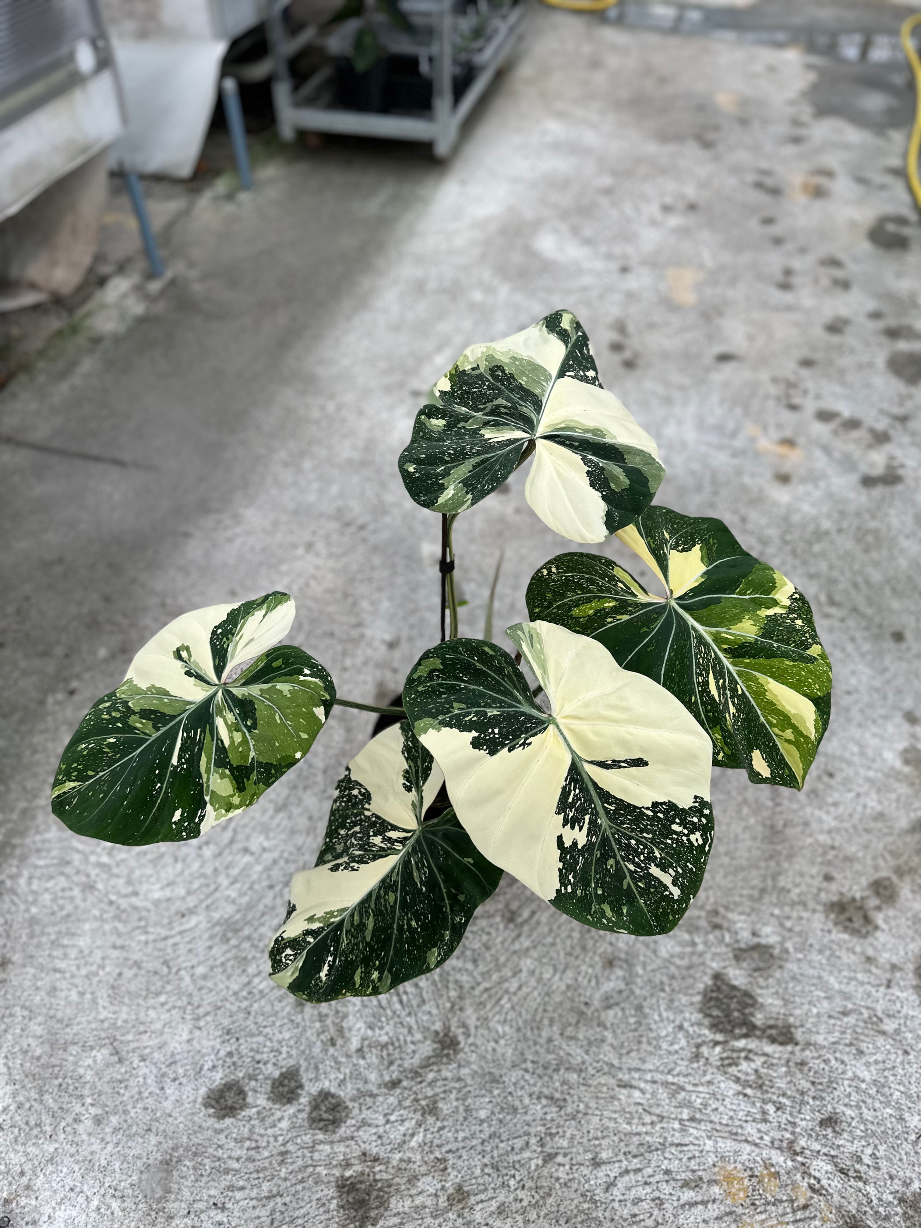 Philodendron Gloriosum variegata tricolor